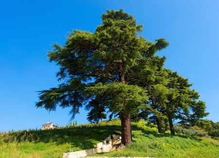 ZESTAW PREZENTOWY KOSMETYKÓW PREZENT WALENTYNKI DO CIAŁA I KĄPIELI SPA