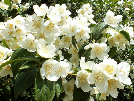 BCS KOSZ ZESTAW PREZENTOWY NA ŚWIĘTA KOSMETYKÓW CIAŁA KĄPIELI JAŚMIN