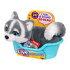 Little Live Pets My Really Real Puppy Mini Aurora Piesek Haski 