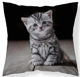 Poduszka Jasiek 40x40 Kotek Kot Szary + Wkład