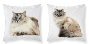 POSZEWKA DWUSTRONNA 40x40 KOT KOTY CAT ZWIERZĘTA + WKŁAD