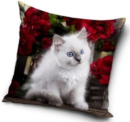 KOT KOTEK KOTY BIAŁY PODUSZKA JASIEK DZIECI 40X40