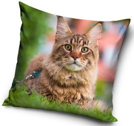 KOT KOTEK KOTY KOTKI  PODUSZKA JASIEK DZIECI 40X40